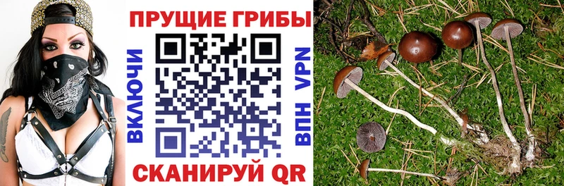 Псилоцибиновые грибы Psilocybe  где продают   Мамадыш 